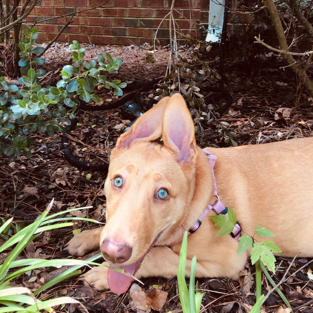 Purple/Pink Medium Dog Harness